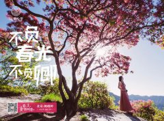 4月28日坡峰岭第三届黄栌花节全新升级，带你领略最浪漫的粉色春天