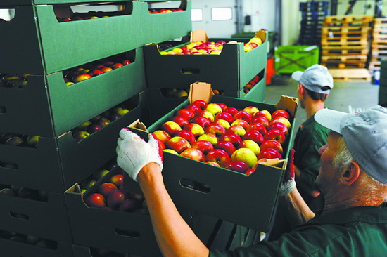 波兰工人在搬运苹果