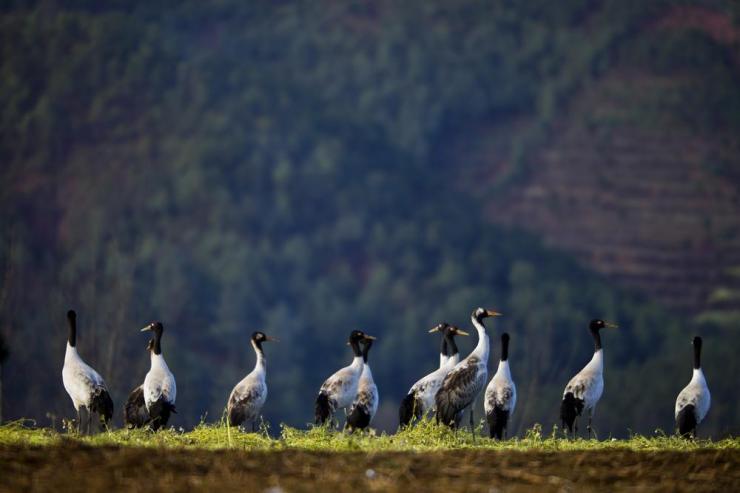 国家一级珍稀鸟类保护动物黑颈鹤