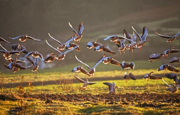 在田园里觅食的班头雁的画面