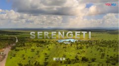 BBC《塞伦盖蒂大草原》上演现实版“狮子王” 故事，7月5日优酷独播