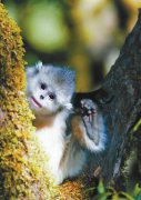 滇金丝猴在我国受全境保护 种群呈稳定增长趋势