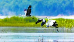 候鸟流连 北京地区鸟类增至450种