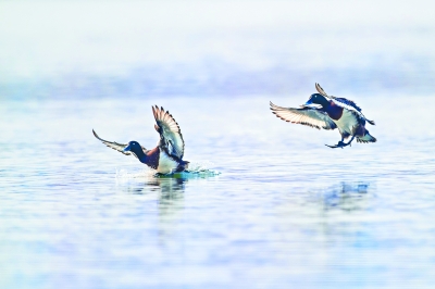 候鸟流连 北京地区鸟类增至450种