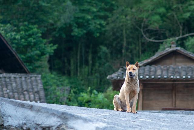 原创贵州一小村寨，美丽似世外桃源，当地人被称为“人类文明活化石”